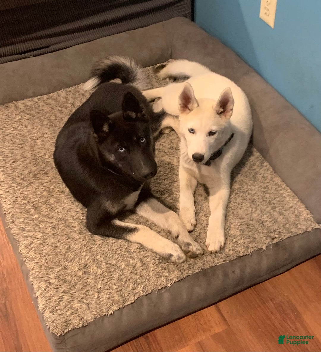 Gallery Image {{count}}