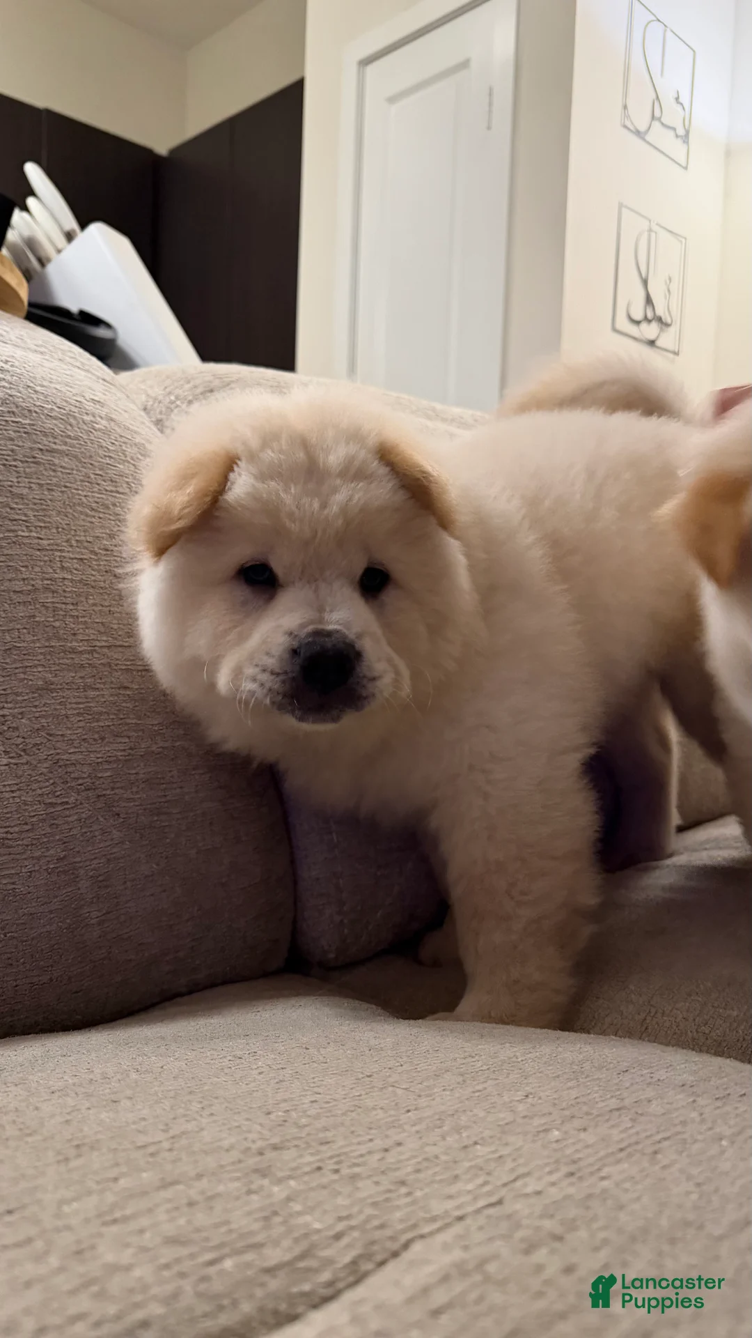 Chow Chow dogs for sale: Cloud - Ad 2