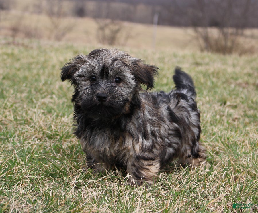 Havanese dogs Milo - Ad 20