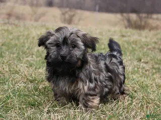Havanese dogs Milo - Ad 20
