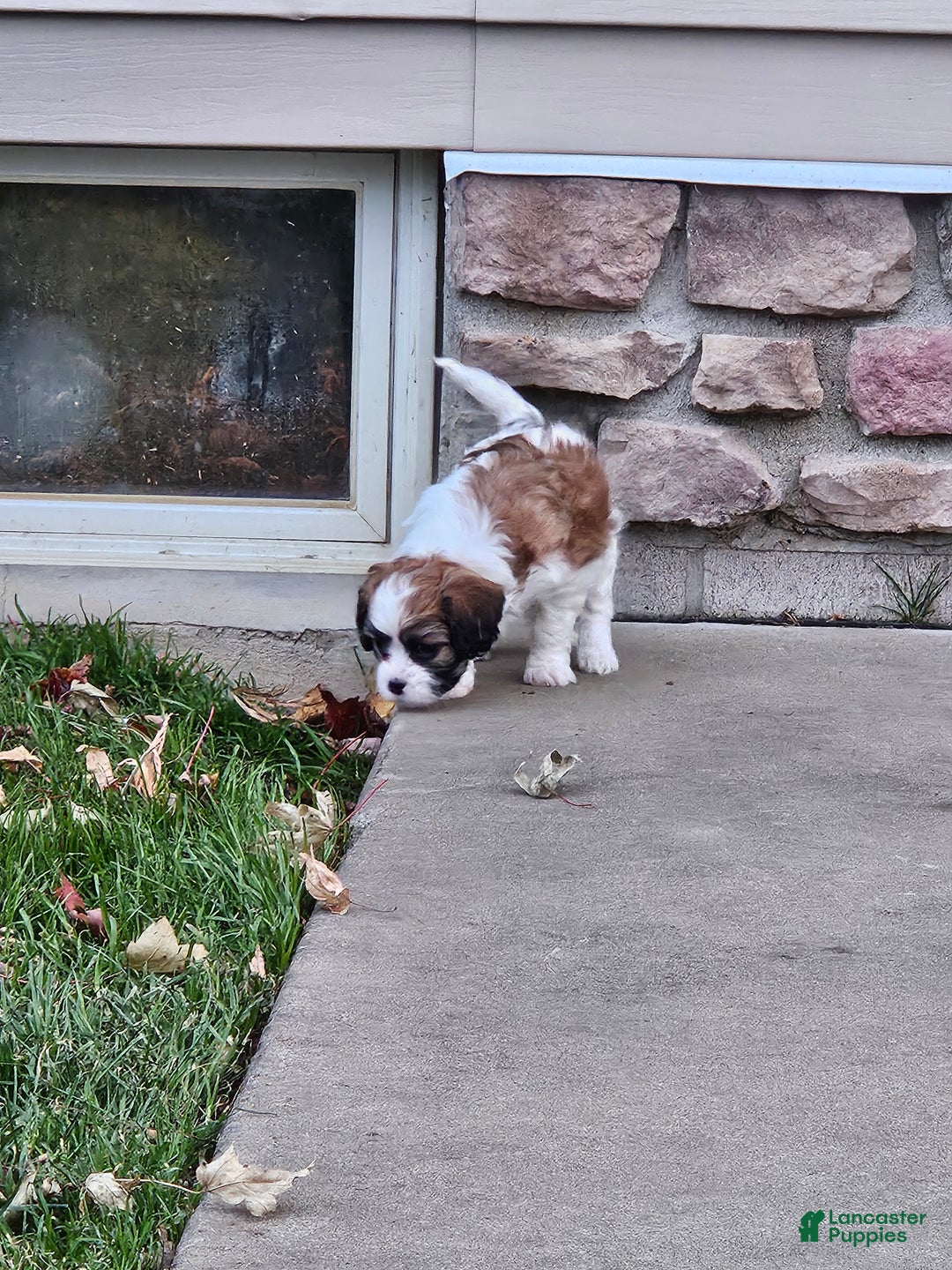 Mixed Breed dogs for sale: Biscuit  - Ad 3