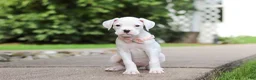 Boxer dogs for sale: Snowball - Ad 3