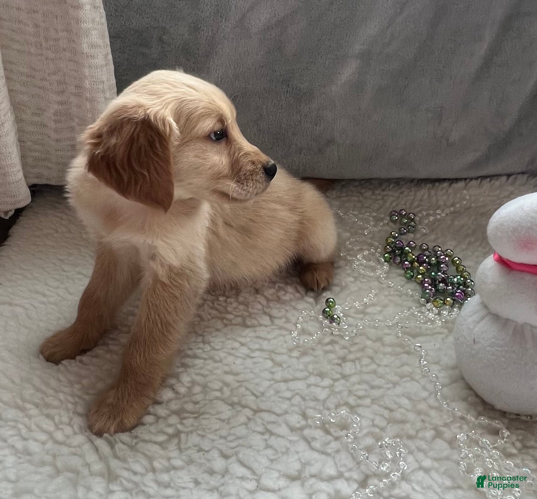 Golden Retriever dogs Jake - Ad 26