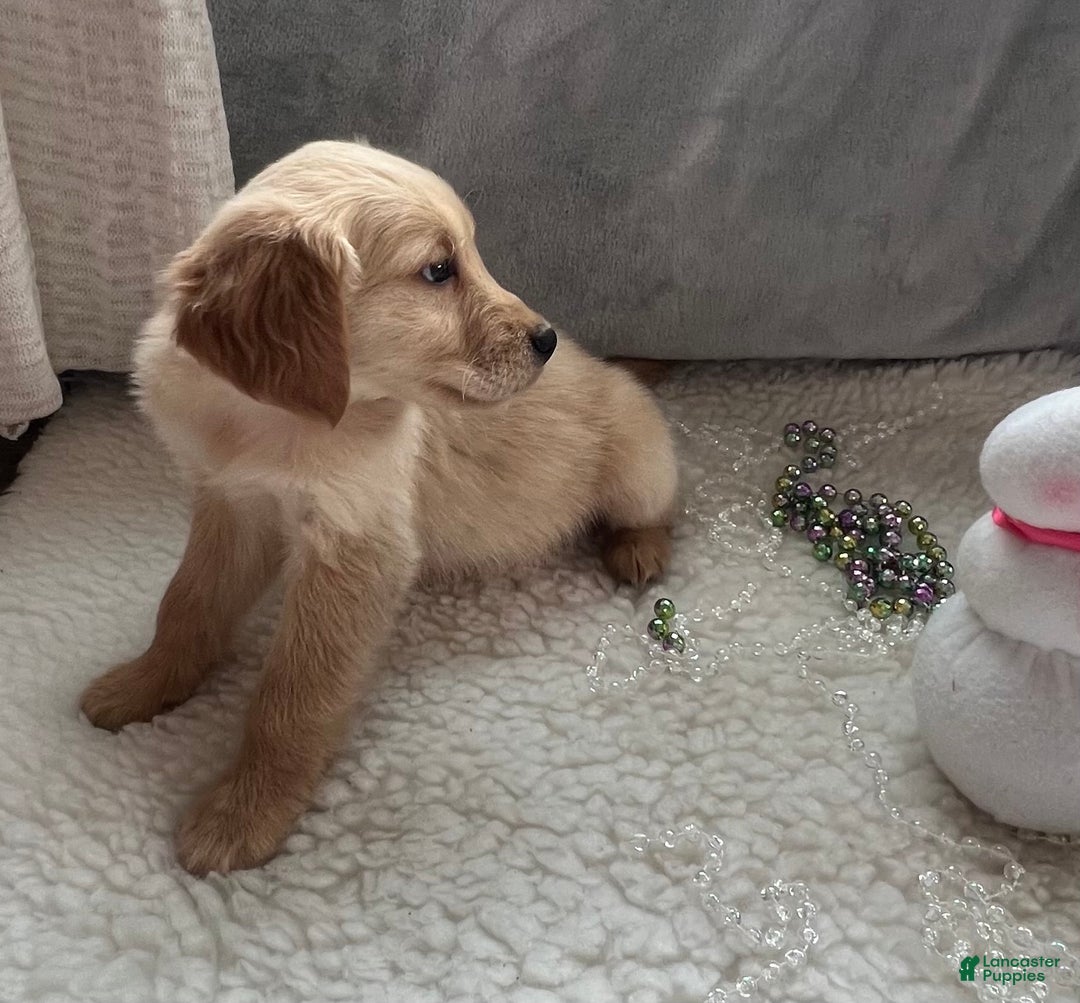 Golden Retriever dogs for sale: Jake - Ad 1