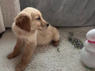 Golden Retriever dogs Jake - Ad 26