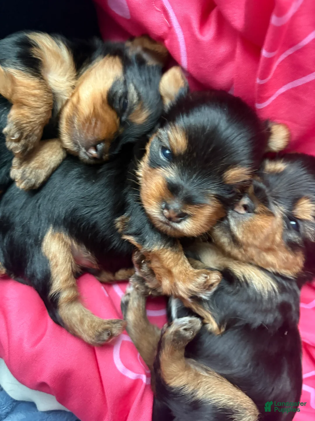 Yorkshire Terrier dogs for sale: Yorkshire Terrier Puppy 1 - Ad 2