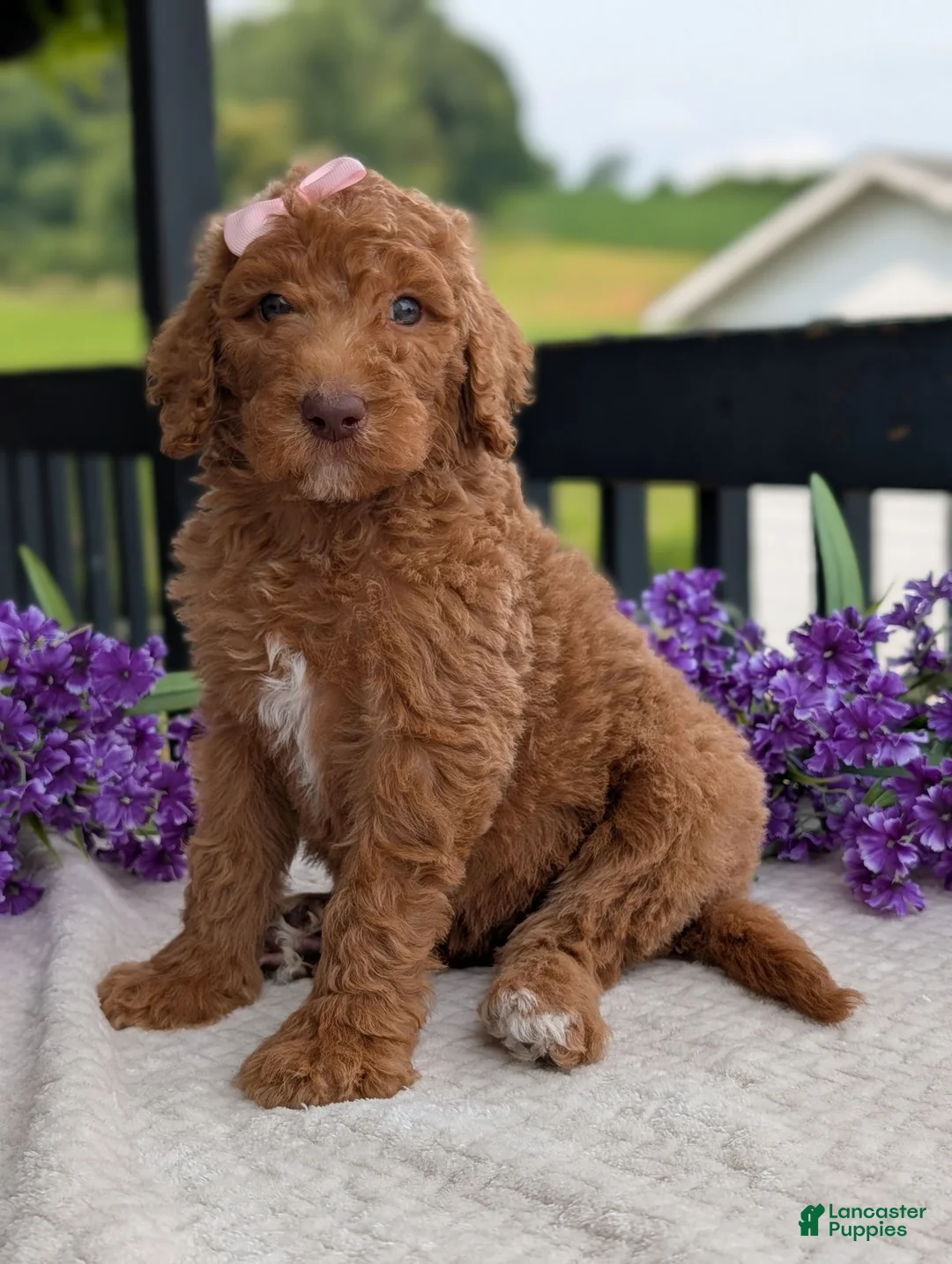 Goldendoodle dogs for sale: Miss Daisy - Ad 1