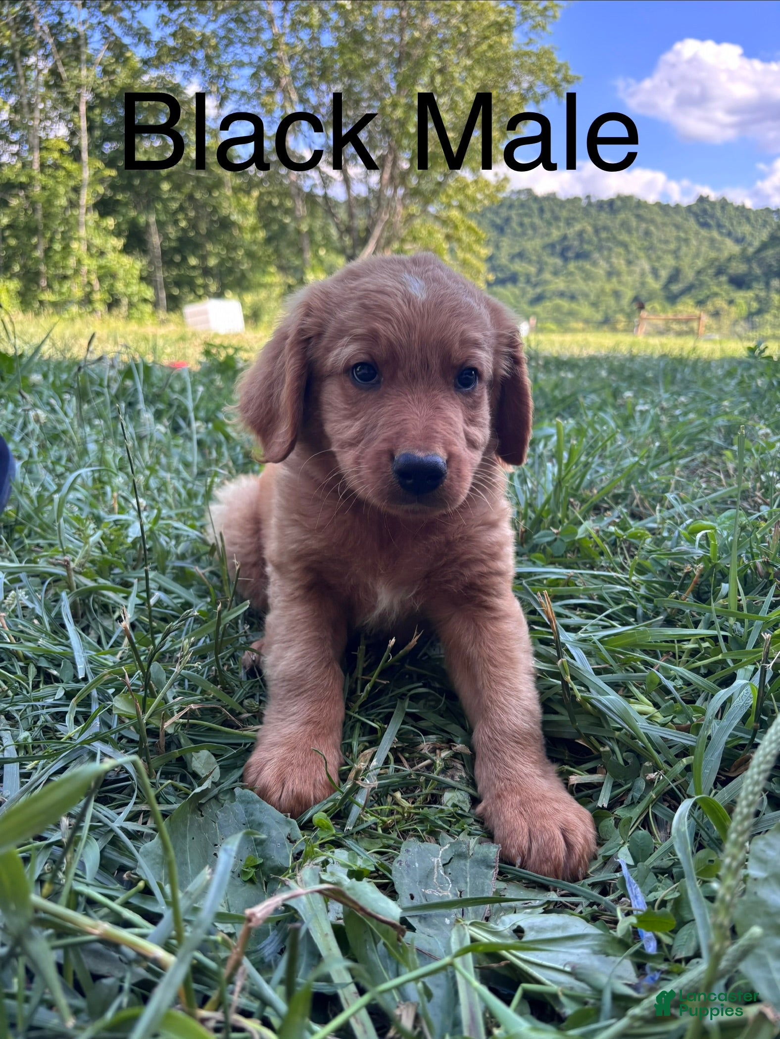 Bernedoodle dogs Bernedoodle Puppy 1 - Ad 1