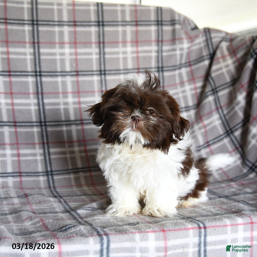 Shih Tzu dogs Tammy - Ad 1