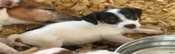 Jack Russell Terrier dogs for sale: Jack Russell Terrier 2 - Ad 2