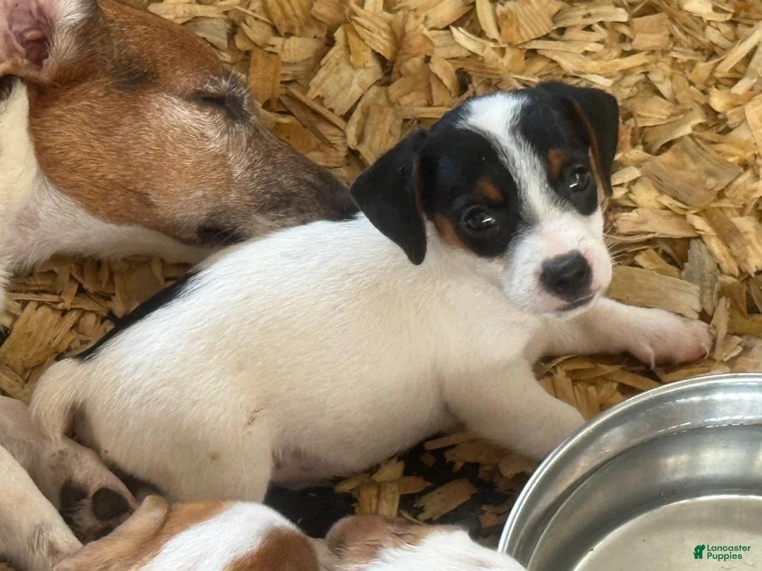 Jack Russell Terrier dogs for sale: Jack Russell Terrier 2 - Ad 2