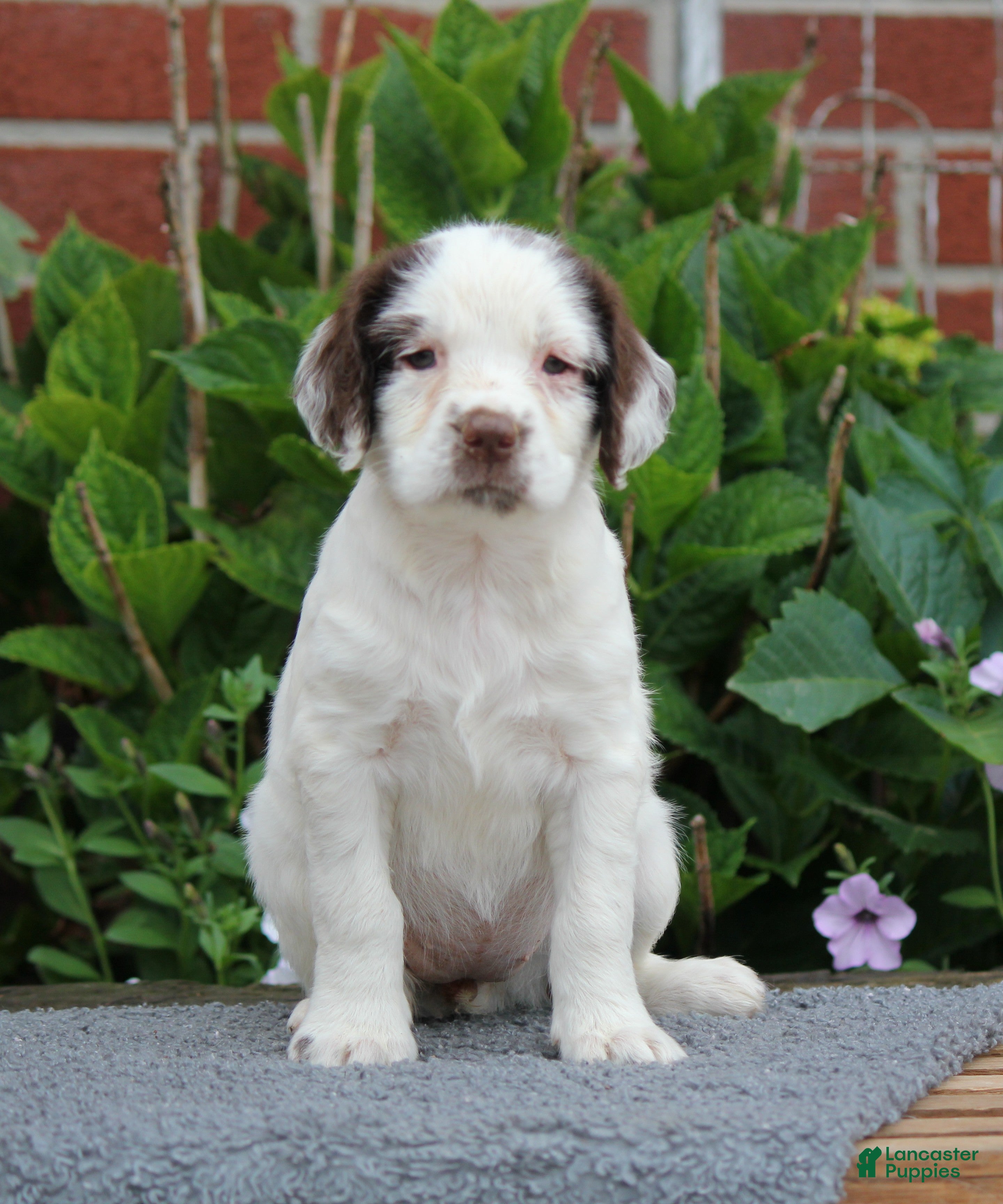 English Springer Spaniel dogs Cuddles - Ad 1