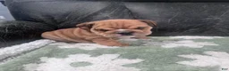 English Bulldog dogs for sale: Brownie  - Ad 2