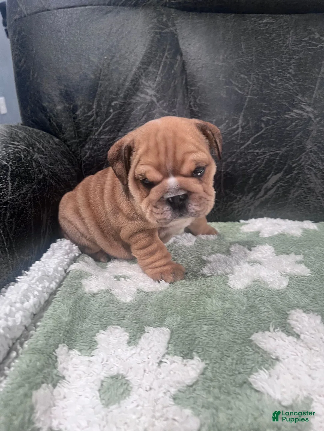 English Bulldog dogs for sale: Brownie  - Ad 2