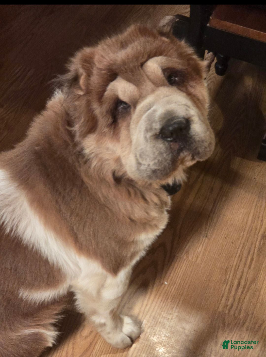 Shar Pei dogs GIZMO-3 year old male bearcoat sharpei - Ad 2
