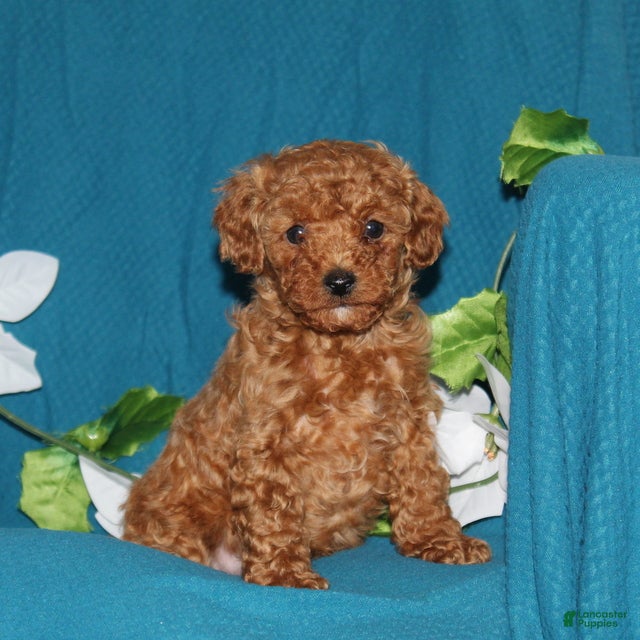 Mini Goldendoodle dogs Tiny  - Ad 1