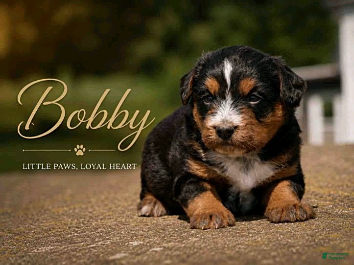 Mixed Breed dogs Bobby - Ad 17