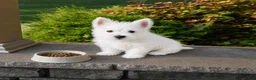 West Highland Terrier dogs for sale: Willis - Ad 5