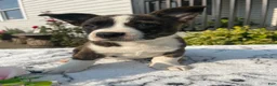 Mixed Breed dogs for sale: Norman - Ad 3