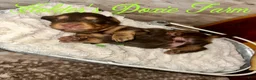 Miniature Dachshund dogs for sale: Bashful - Ad 7
