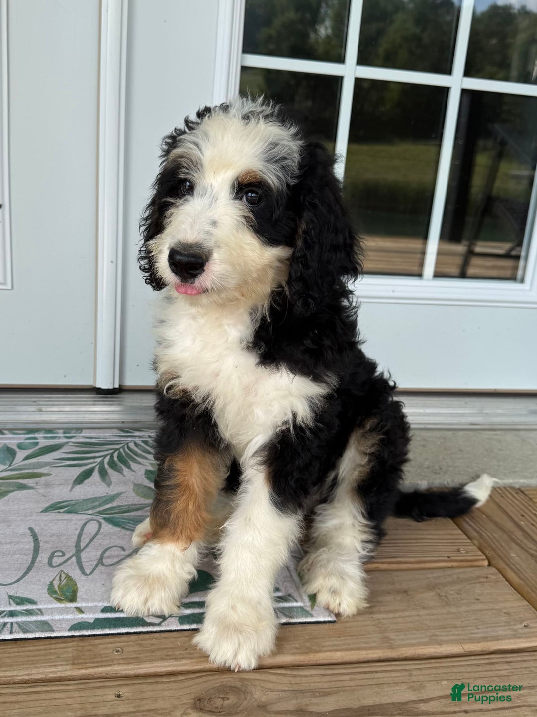 Bernese Poodle Mix Standard Bernedoodle Puppies For Sale For - Main Image
