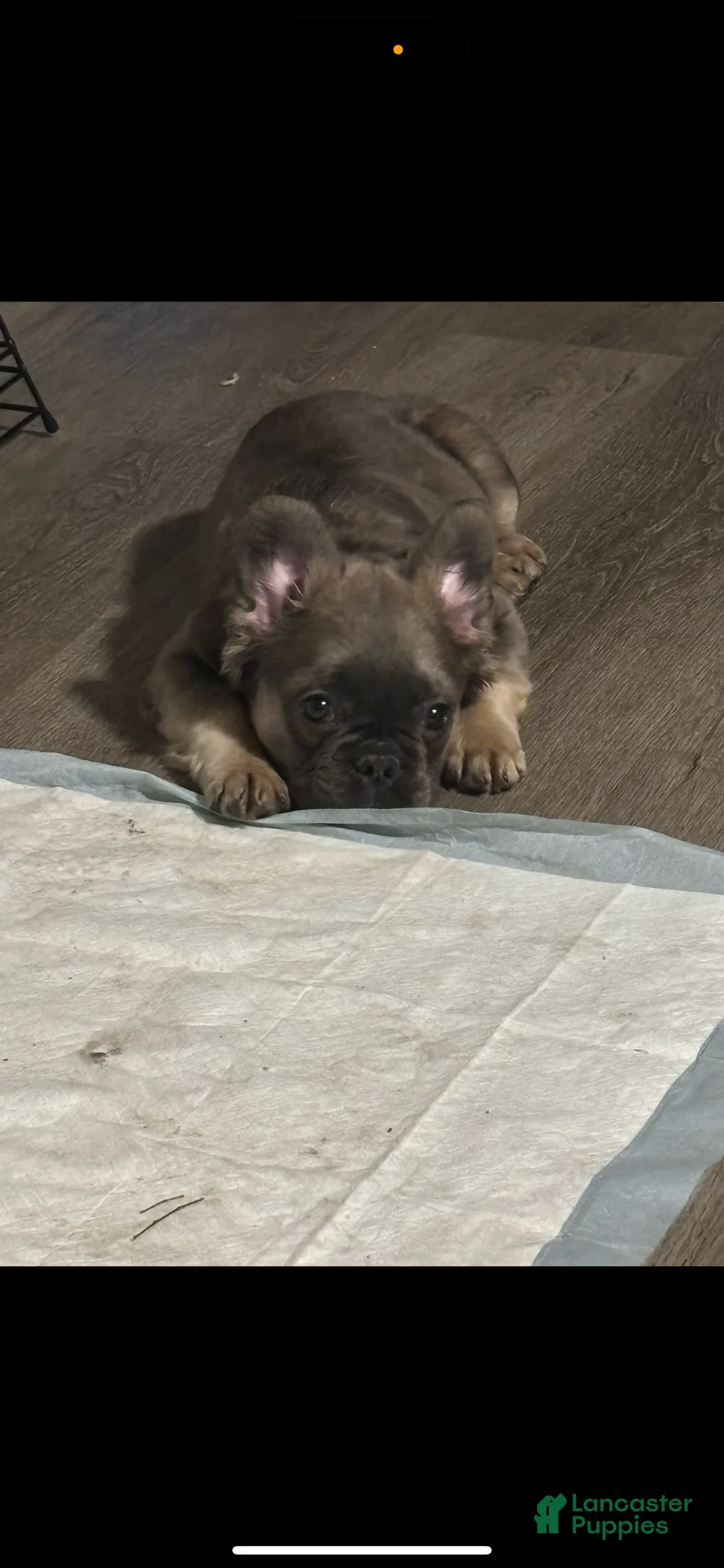 French Bulldog dogs for sale: French Bulldog Puppy 1 - Ad 2