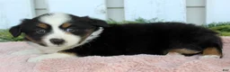 Miniature Australian Shepherd dogs for sale: Miniature Australian Shepherd 3 - Ad 4