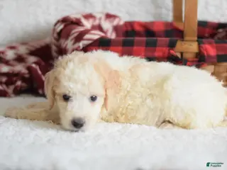 Goldendoodle dogs Goldendoodle Puppy 5 - Ad 21