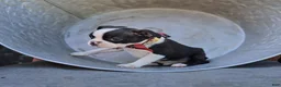 Boston Terrier dogs for sale: Doyle - Ad 4