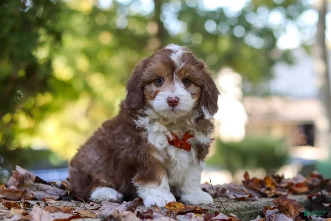 Mini Aussiedoodle dogs for sale: Charlie - Ad 2