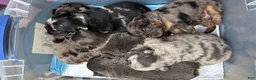 French Bulldog dogs for sale: Mike Tyson  - Ad 4