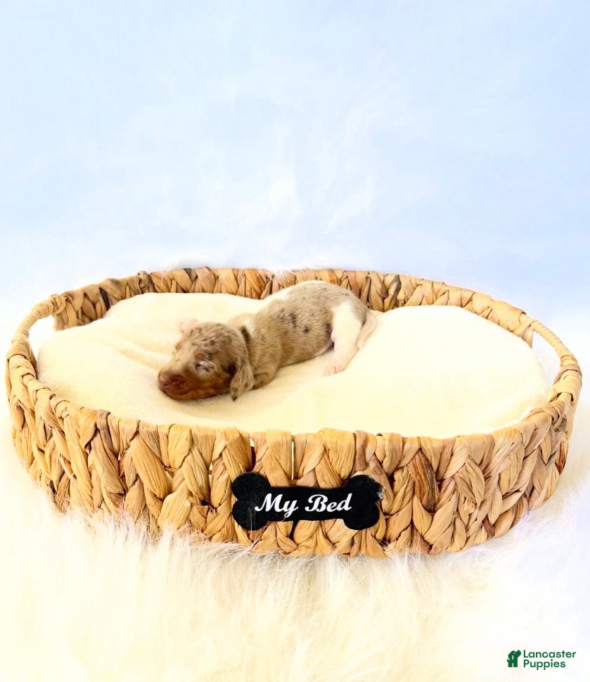 Miniature Dachshund dogs for sale: AKC Belle  - Ad 5