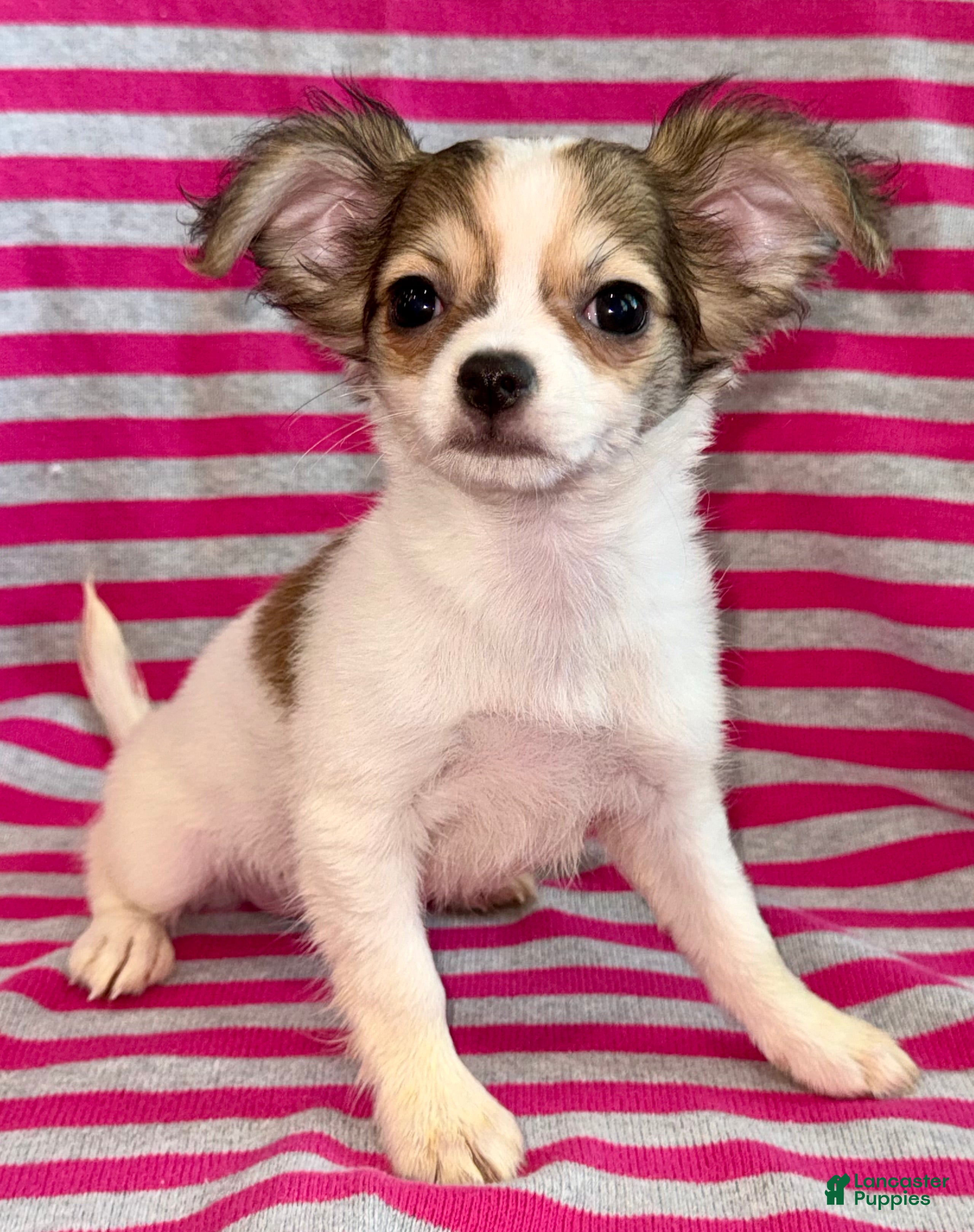 Chihuahua dogs Cookie - Ad 2