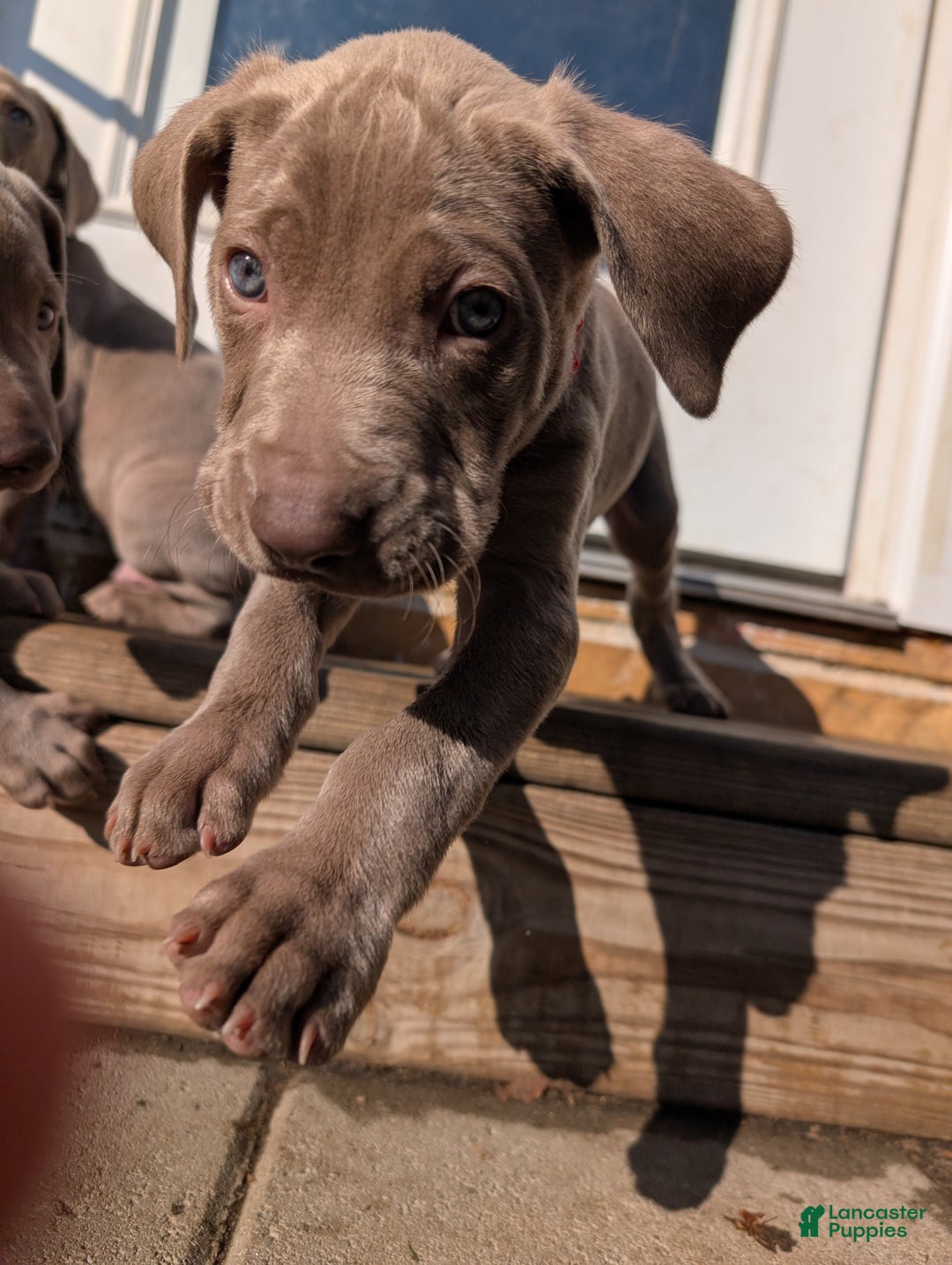 Weimaraner dogs for sale: Dart - Ad 3
