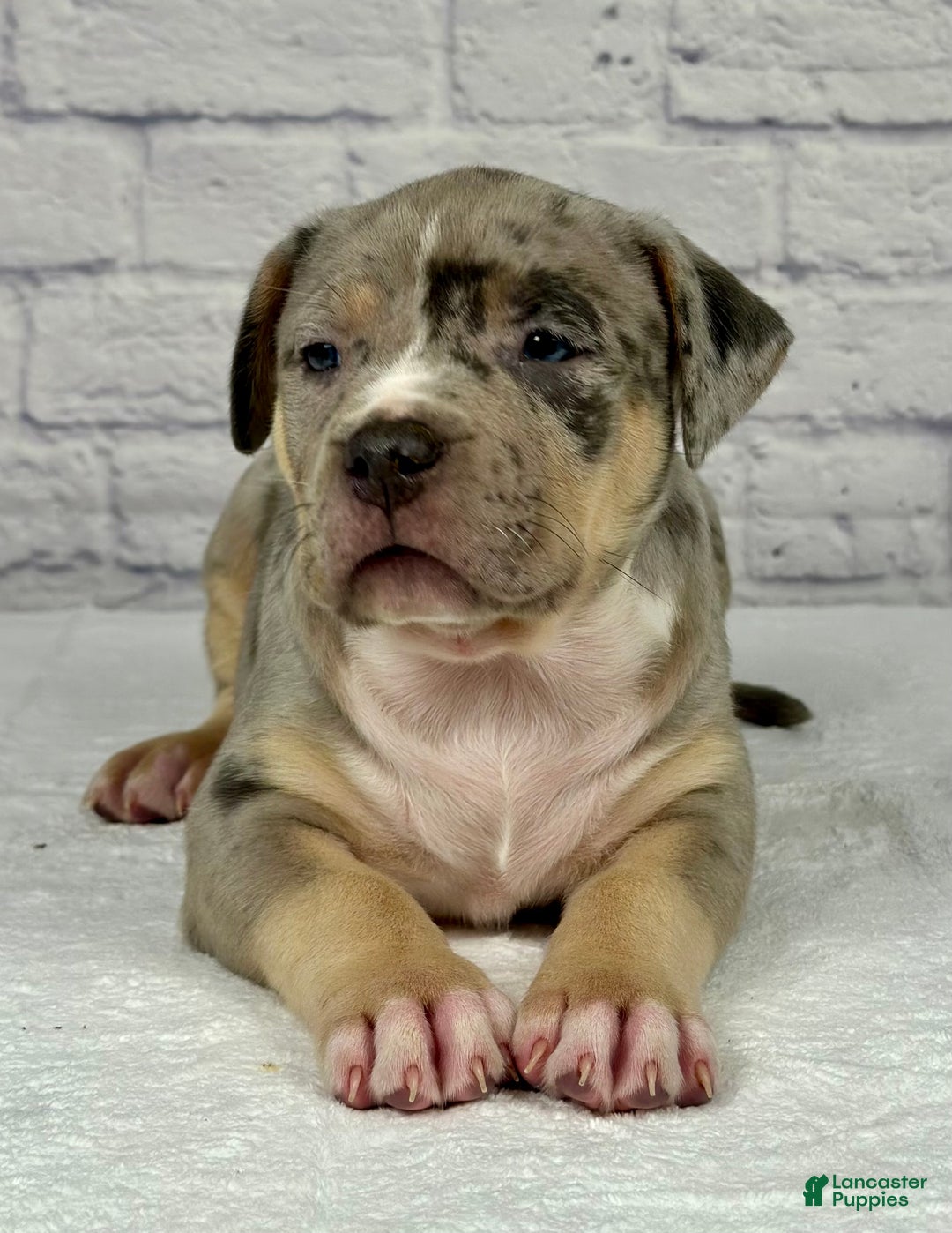 American Bully dogs for sale: Blue Moon - Ad 12