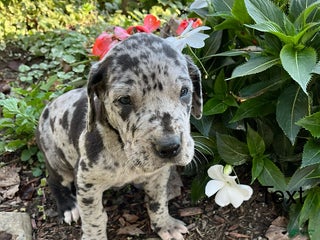 Great Dane dogs - Ad 18