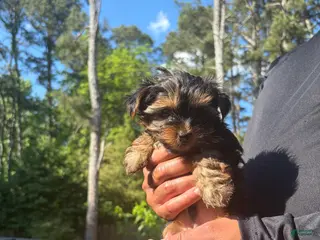 Yorkshire Terrier dogs for sale: Yorkshire Terrier Puppy 1 - Ad 1