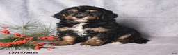 Bernedoodle dogs for sale: Cookie - Ad 4
