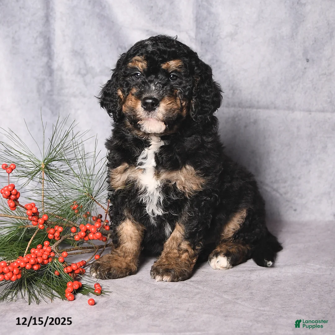 Bernedoodle dogs for sale: Cookie - Ad 4
