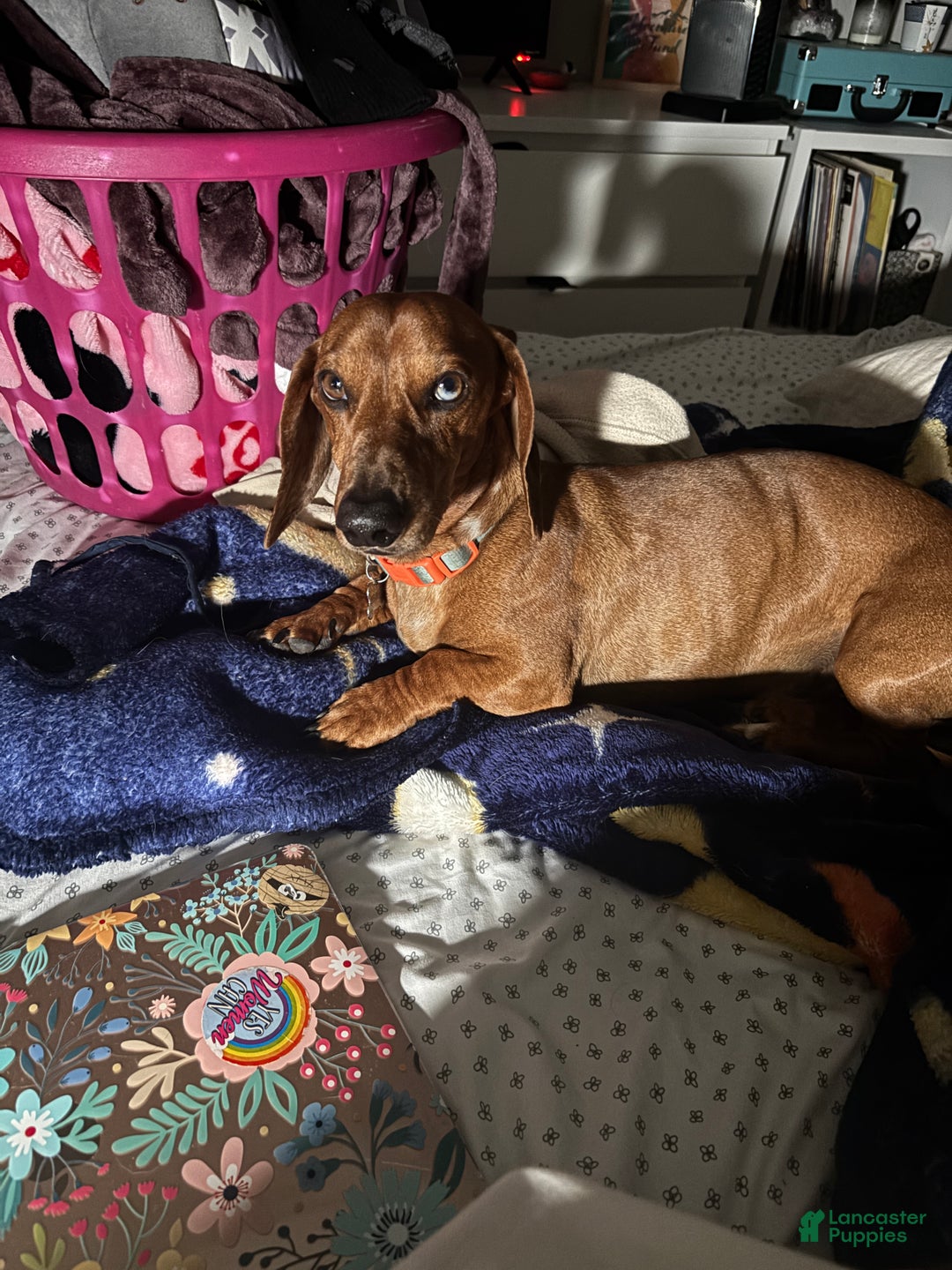 Dachshund dogs for sale: Dachshund Puppy 3 - Ad 4