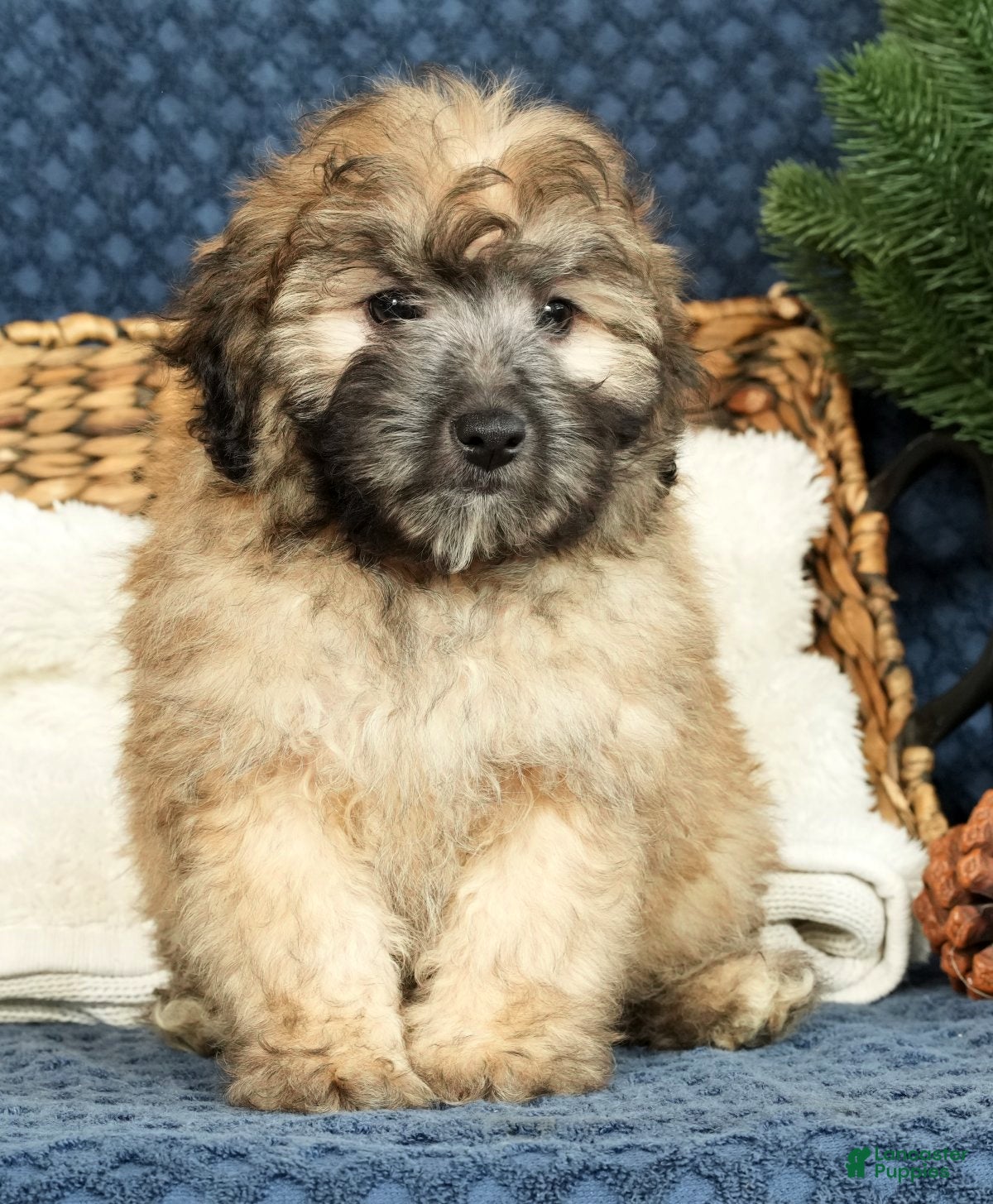 Shihpoo dogs Baker - Ad 9