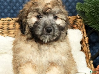 Shihpoo dogs Baker - Ad 40