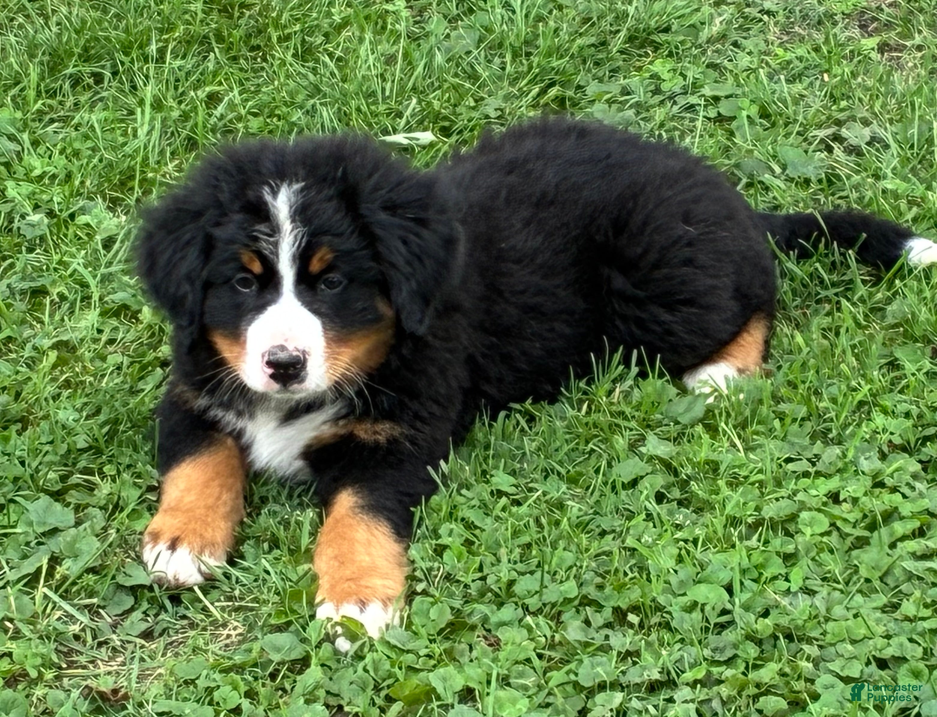 Bernese Mountain Dog dogs Bernese Mountain Dog Puppy 1 - Ad 1