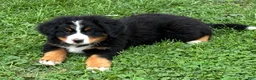 Bernese Mountain Dog dogs for sale: Bernese Mountain Dog Puppy 1 - Ad 1
