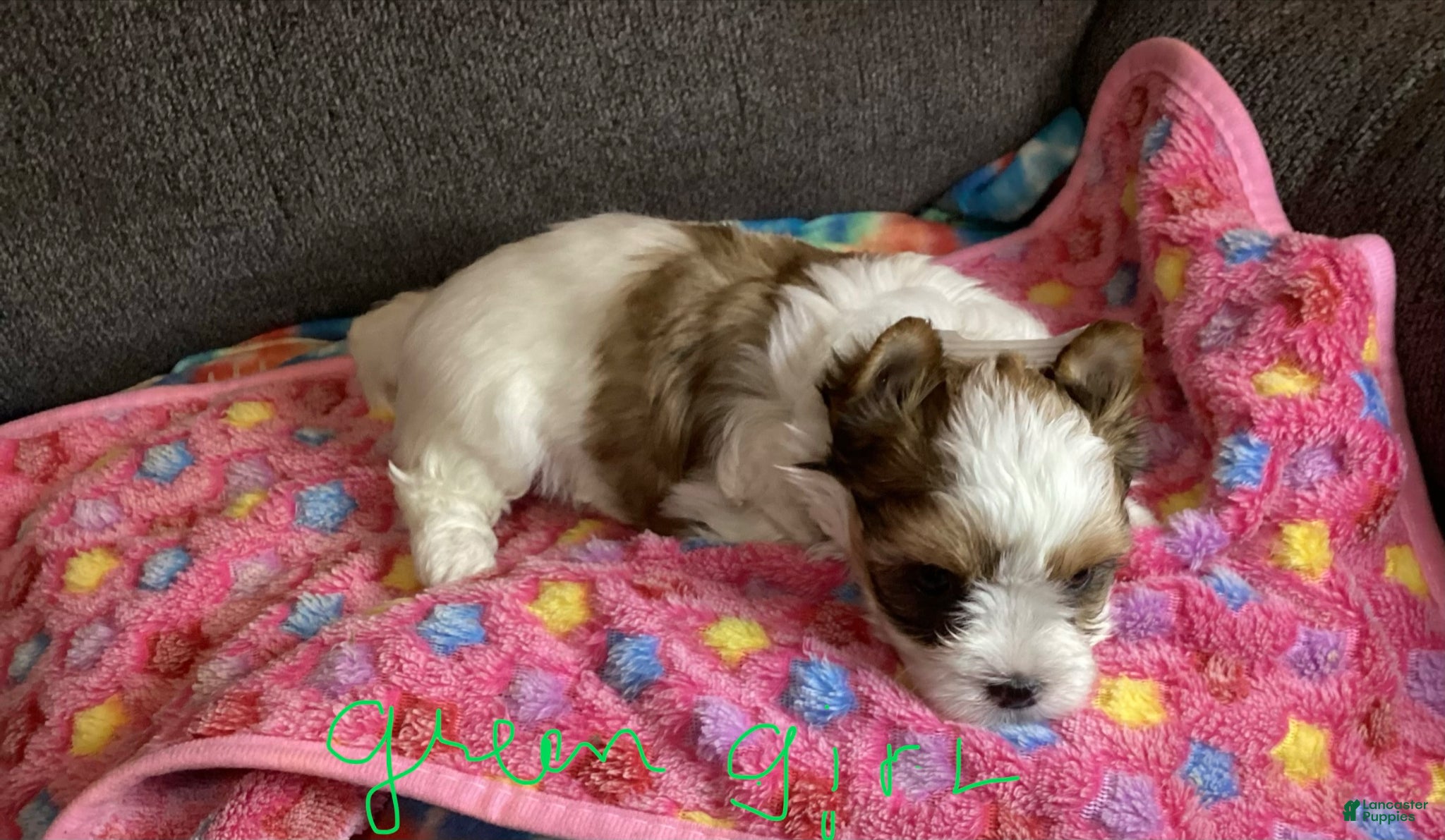 Biewer Terrier dogs Biewer Terrier Puppy 2 - Ad 4