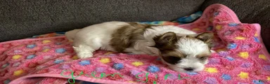 Biewer Terrier Puppy 2