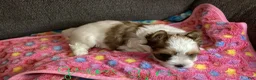 Biewer Terrier dogs for sale: Biewer Terrier Puppy 2 - Ad 1