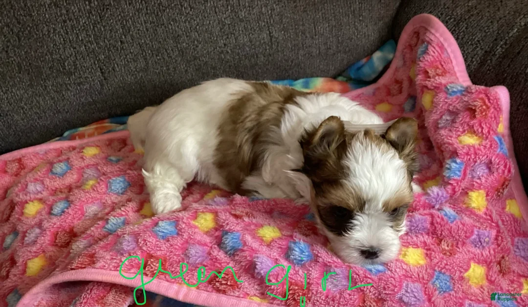 Biewer Terrier dogs for sale: Biewer Terrier Puppy 2 - Ad 1