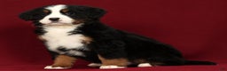 Bernese Mountain Dog dogs for sale: Piper - Ad 5