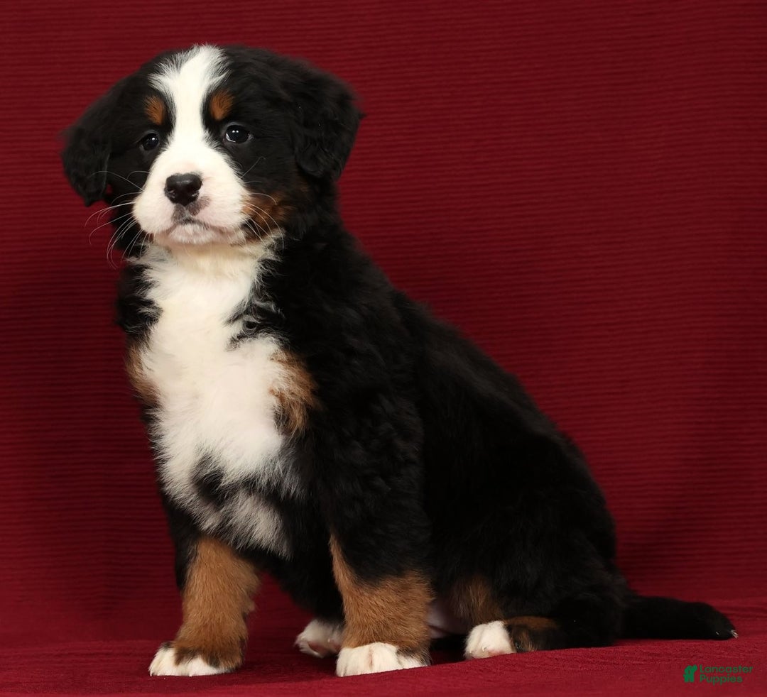 Bernese Mountain Dog dogs for sale: Piper - Ad 5